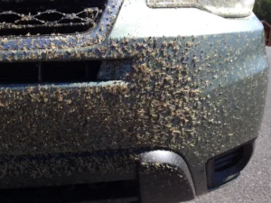 Ako aktívna pena v autoumyvárni Eurowash ochráni váš automobil proti hmyzu
